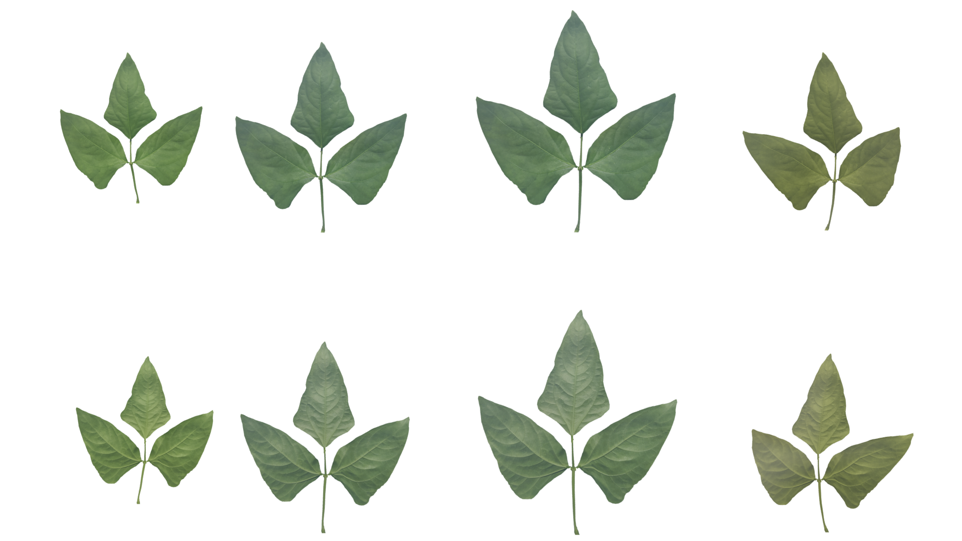 Procedural Ivy Blender Market