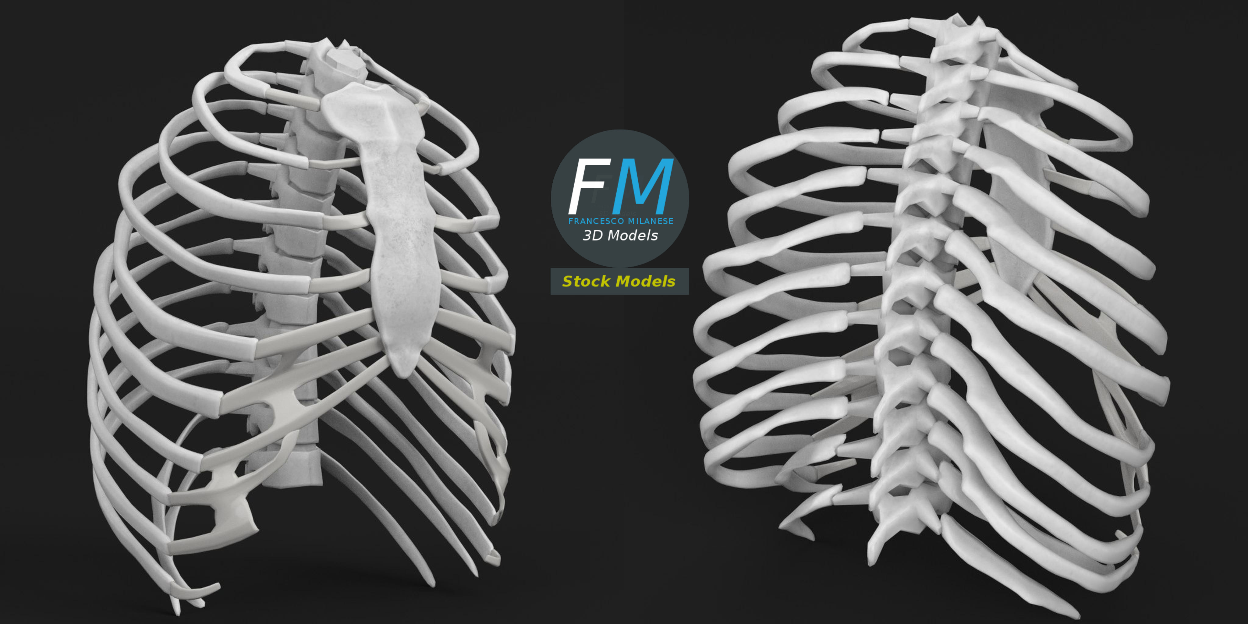 Anatomy human rib cage - Blender Market