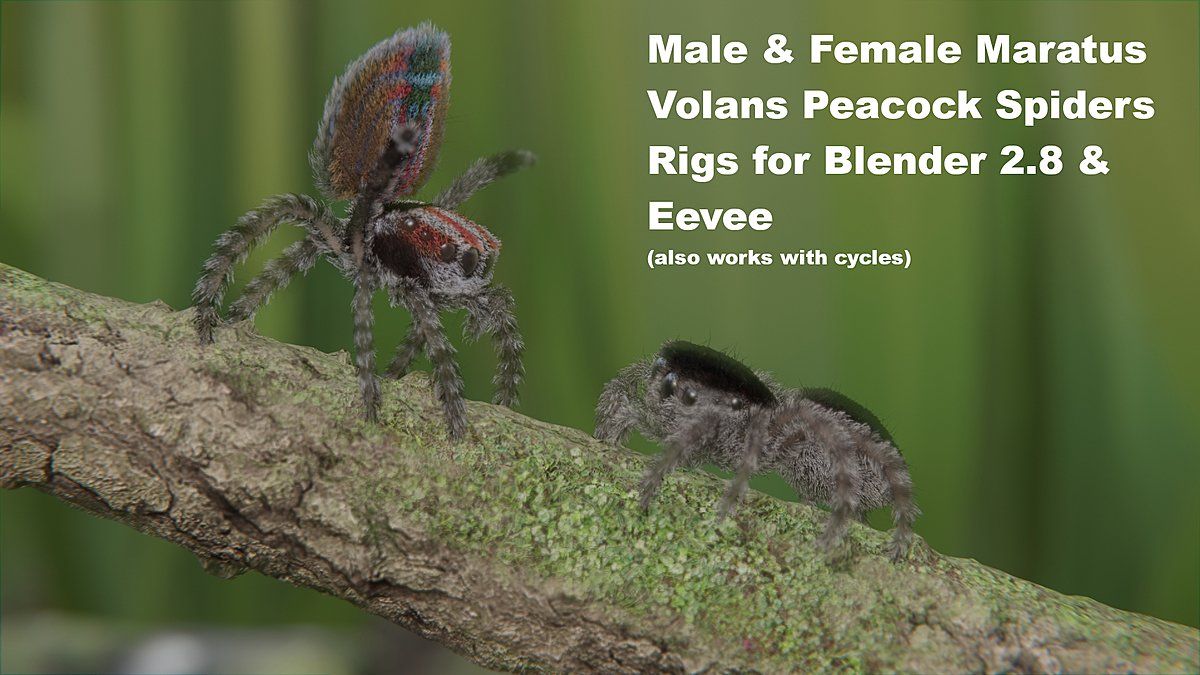Male Female Maratus Volans Peacock Spiders Rigs 2 8 Blender Market