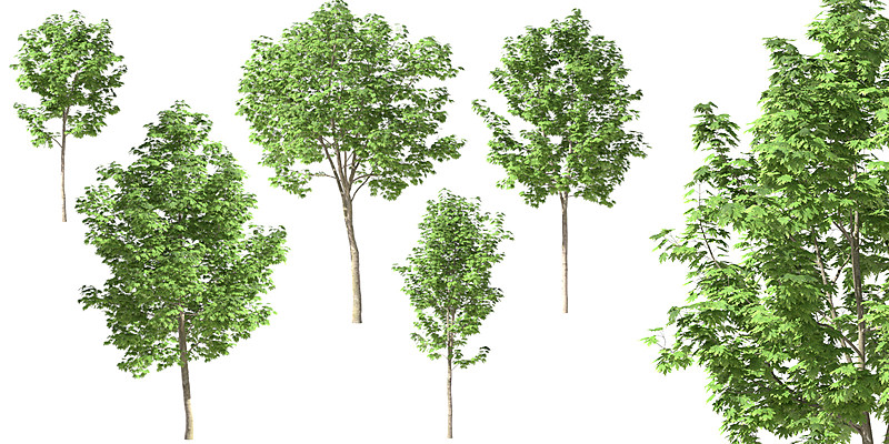 Tree - Maple trees 10 (set of 5 maple trees 3.7-6m) - Acer - Blender Market