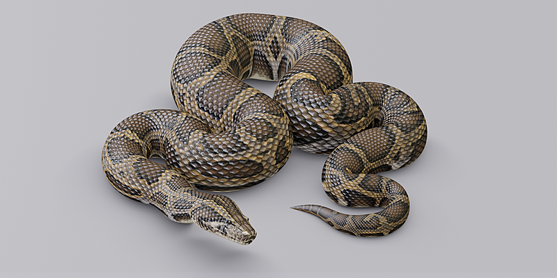 Animated Burmese Python - Blender Market