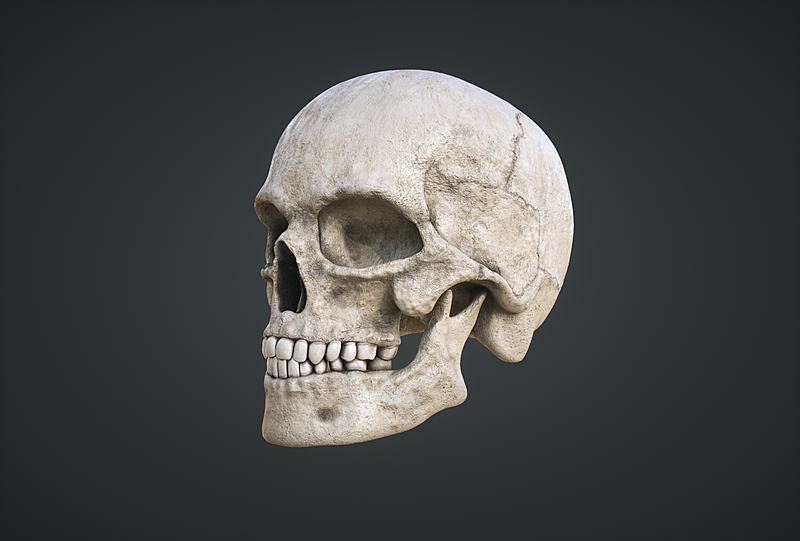 Human Skull 3d print ready - Blender Market
