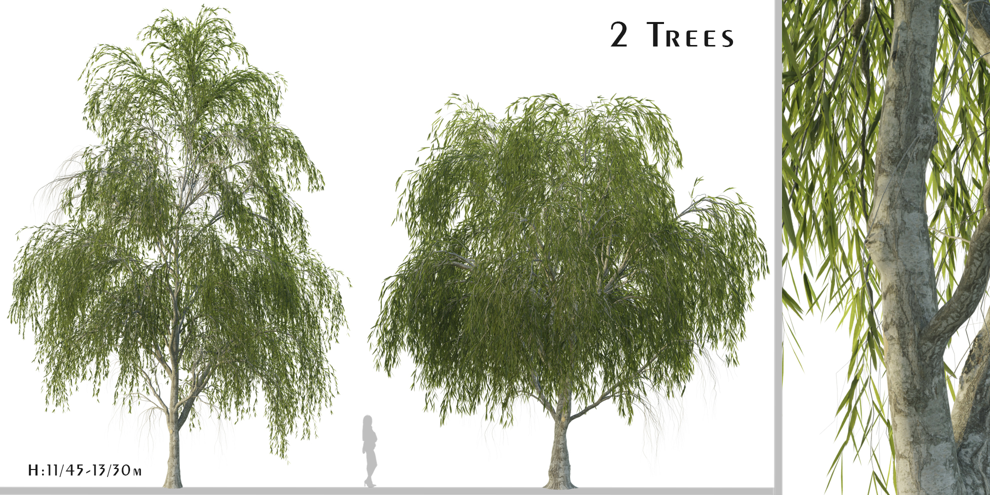 Set of Willow Acacia Tree (Acacia Salicina) (2 Trees) Blender Market
