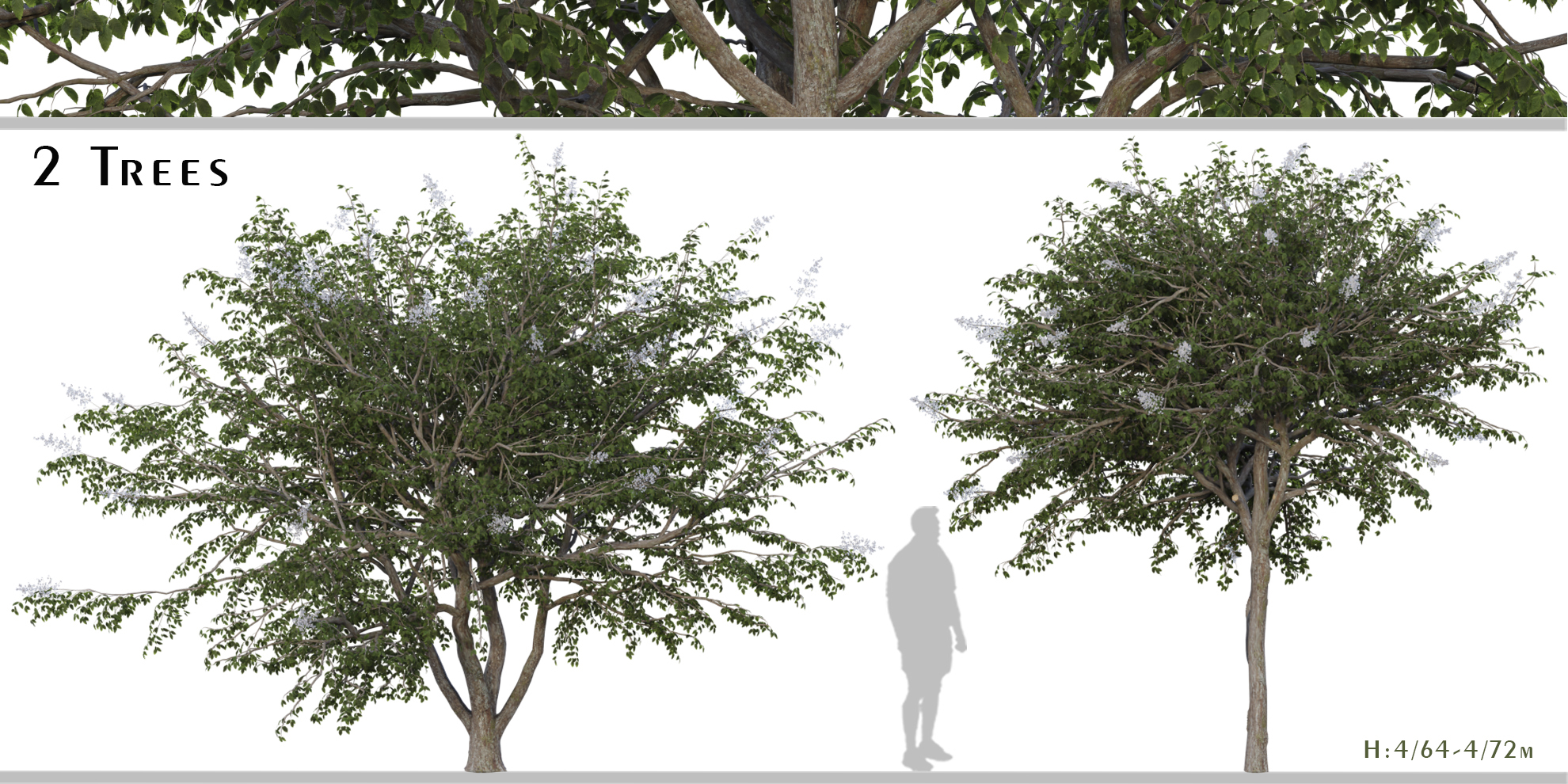 Set of Rhus chinensis Trees ( Chinese sumac ) ( 2 Trees ) Blender Market