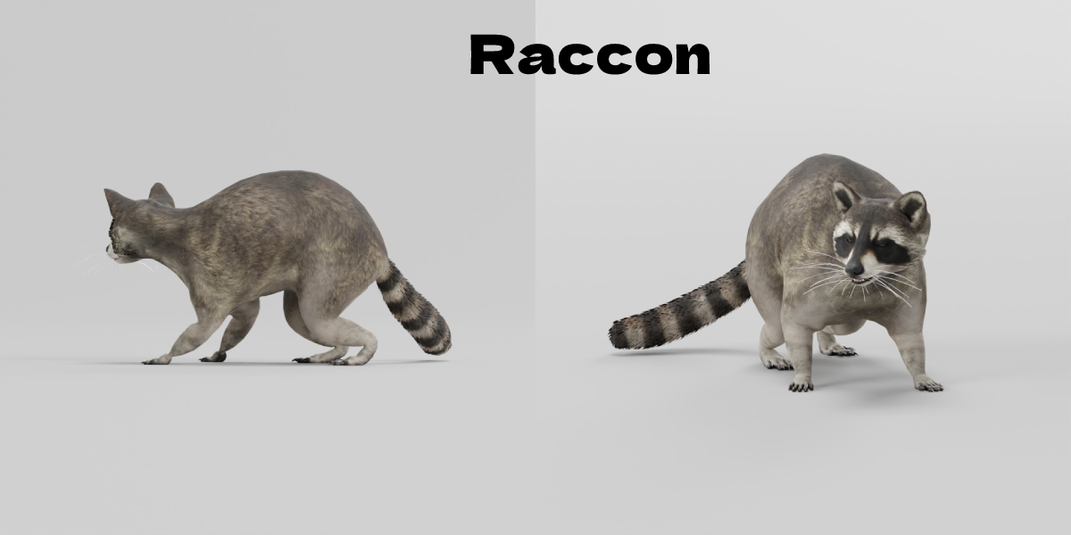 Raccoon - Blender Market