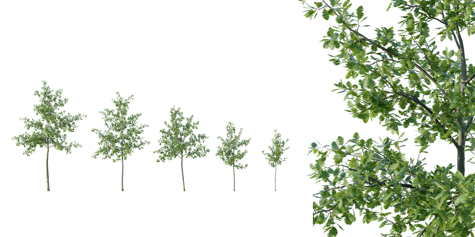 Tree Deciduous Tree Quercus Oak Trees 07(6.53.6m) Set Of 5