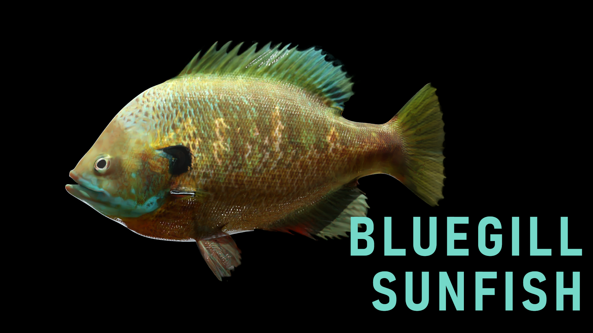 Animated Bluegill Sunfish - Blender Market