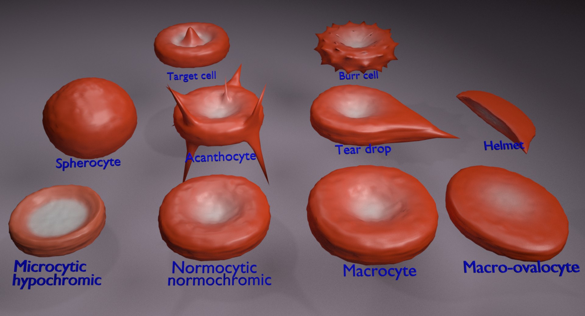 RBC types 3D model - Blender Market
