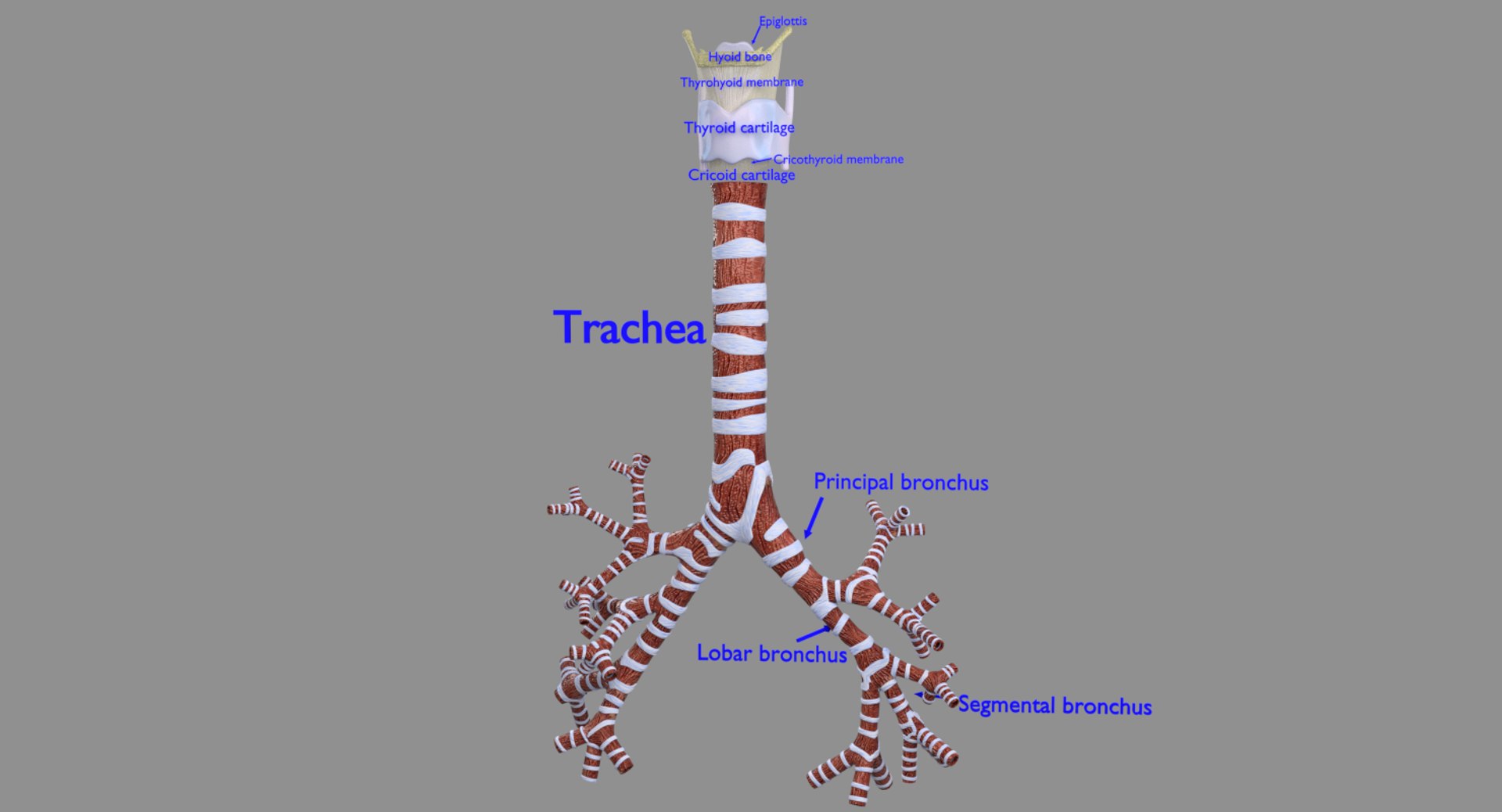 Trachea Model Labels Trachea Diagram Merket