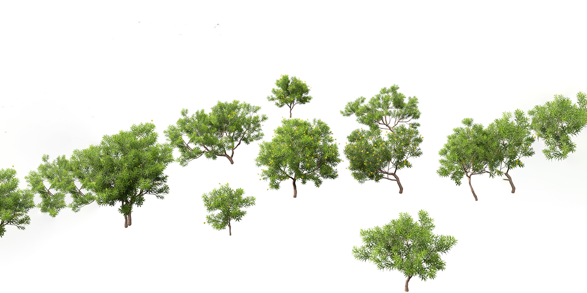 Cascabela Thevetia – Yellow Oleander - Blender Market