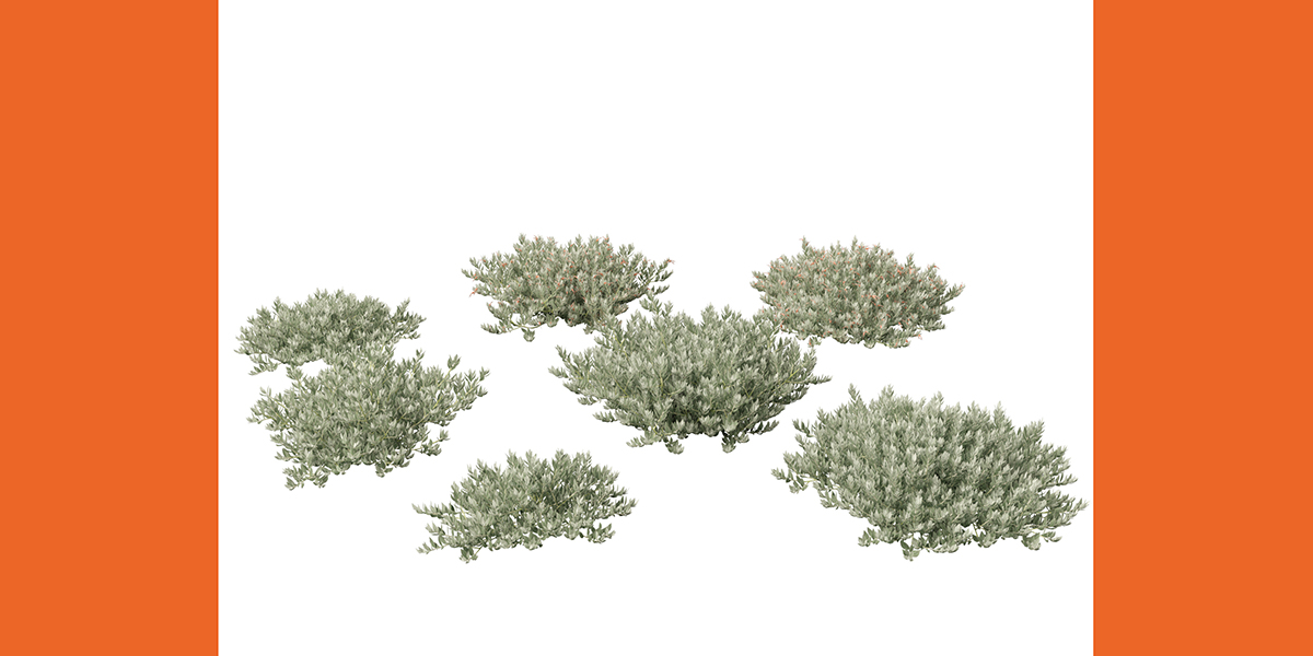 Eremophila glabra Kalbarri carpet Tar Bush Blender Market