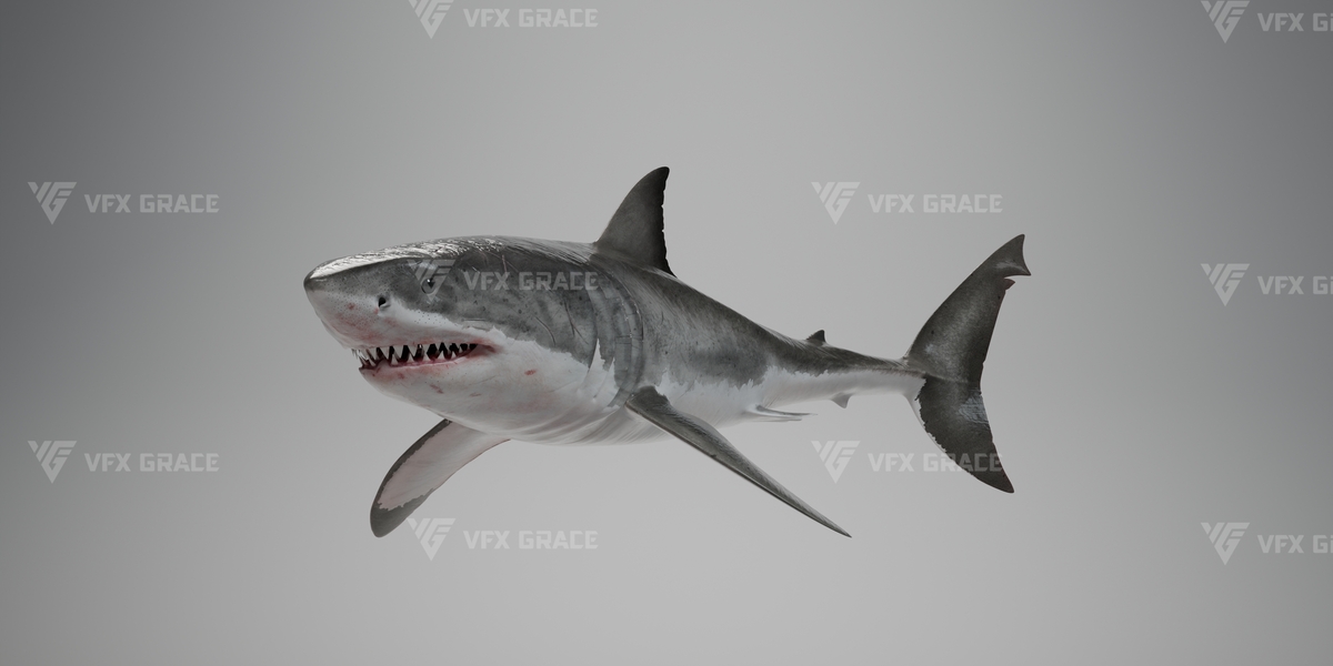 Great White Shark Animation | VFX Grace - Blender Market