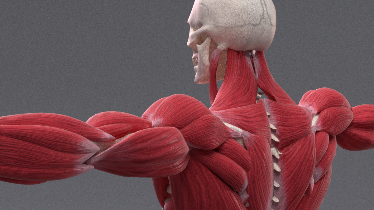 XMuscle System 2.8 Blender Market