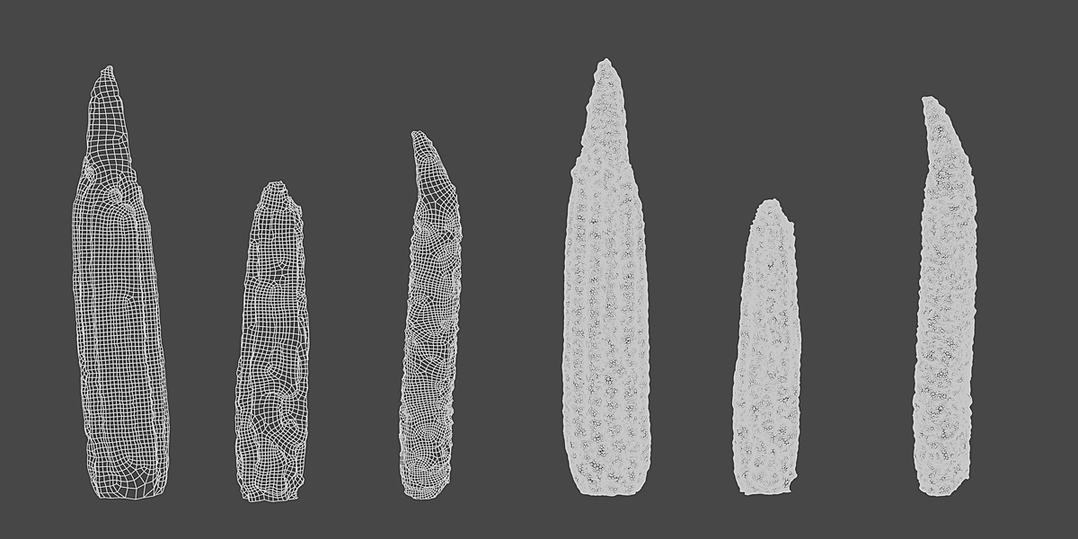 Corn cob of 3 Types in different stages Blender Market