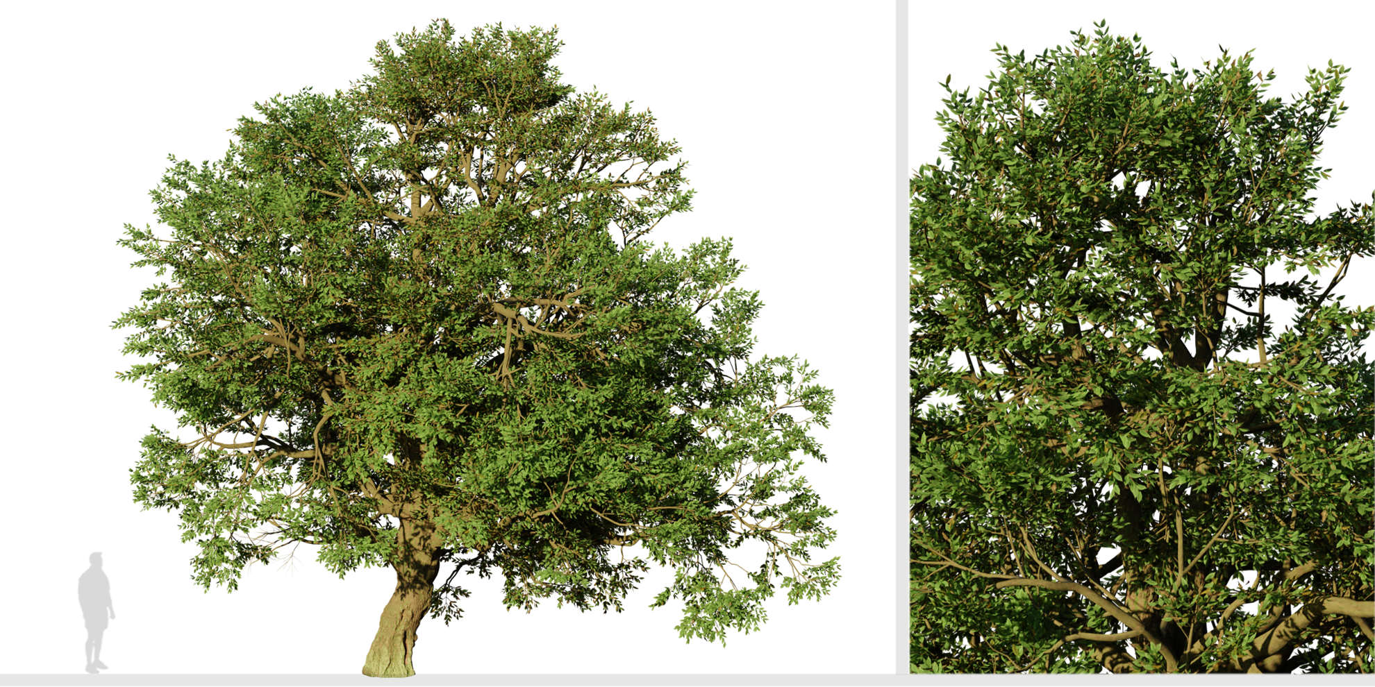 Set Of Phellodendron Amurense Tree Amur Cork 2 Trees Blender Market