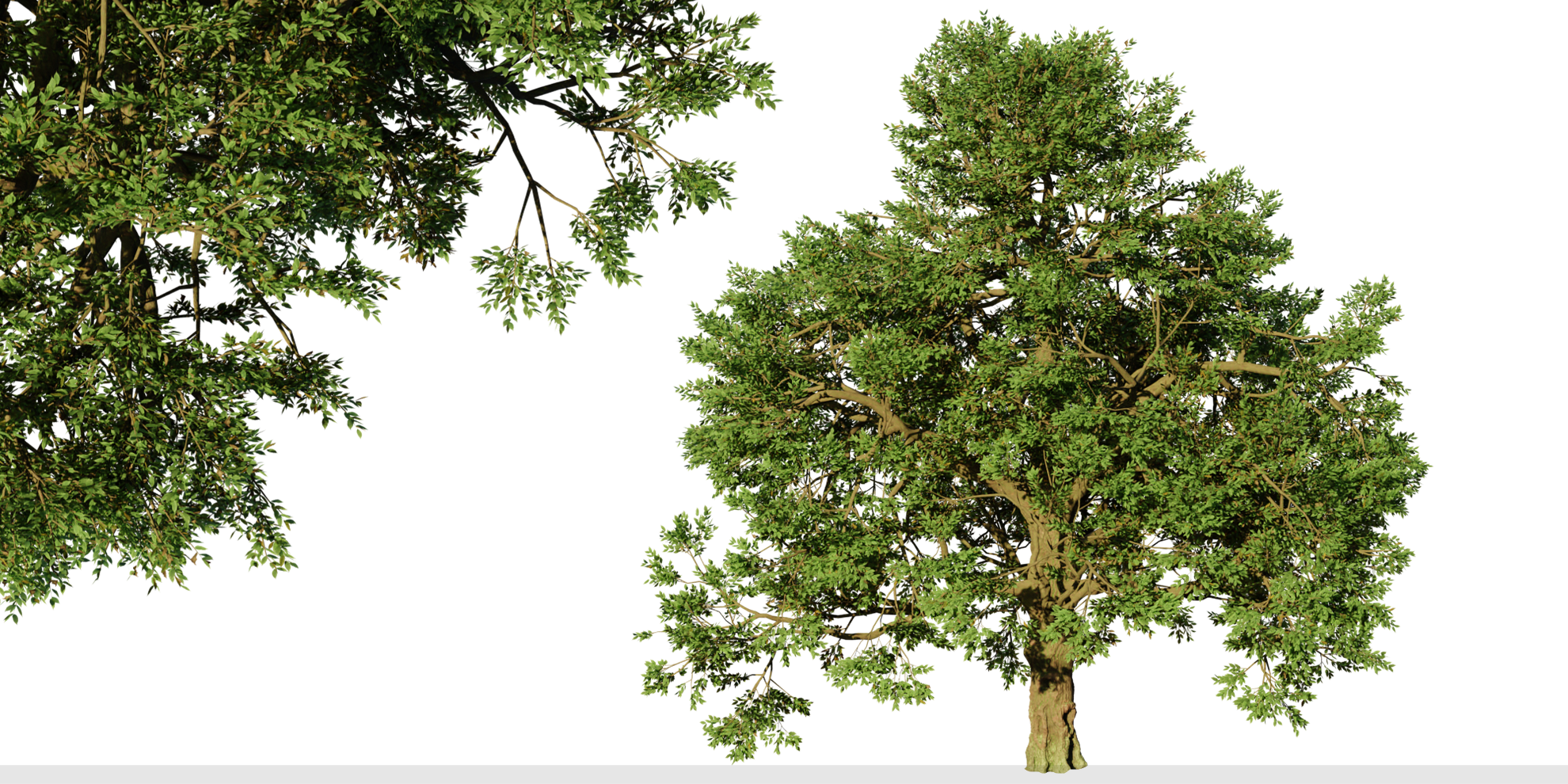 Set Of Phellodendron Amurense Tree Amur Cork 2 Trees Blender Market