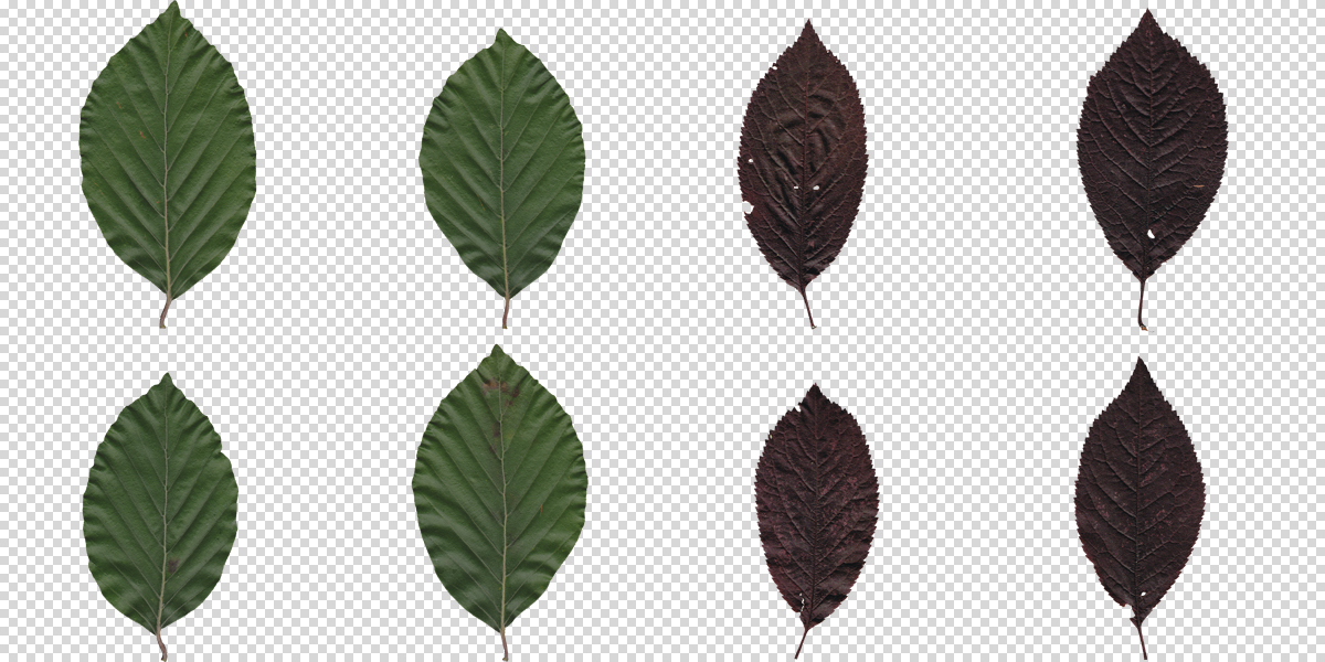 Leaves textures collection Pack 1 Blender Market