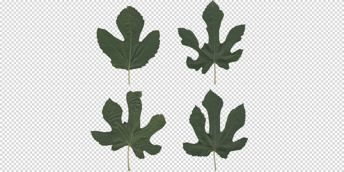 Leaves textures collection Pack 1 Blender Market