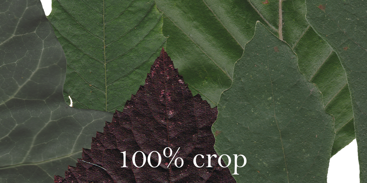 Leaves textures collection Pack 1 Blender Market