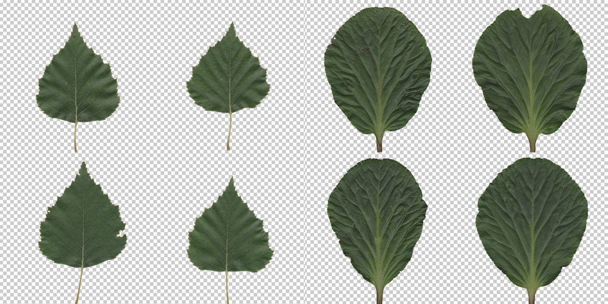Leaves textures collection Pack 2 Blender Market