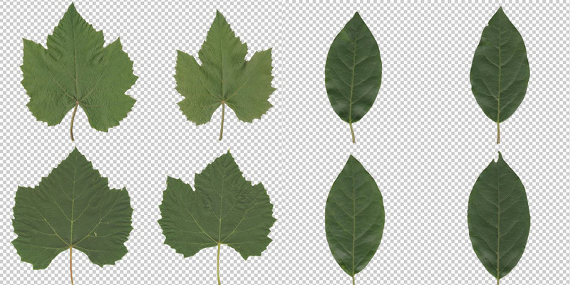 Leaves textures collection Pack 2 Blender Market