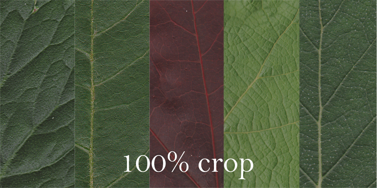 Leaves textures collection Pack 2 Blender Market