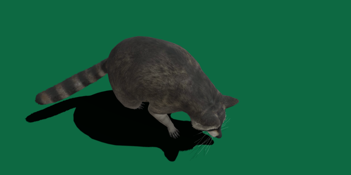 Raccoon - Blender Market