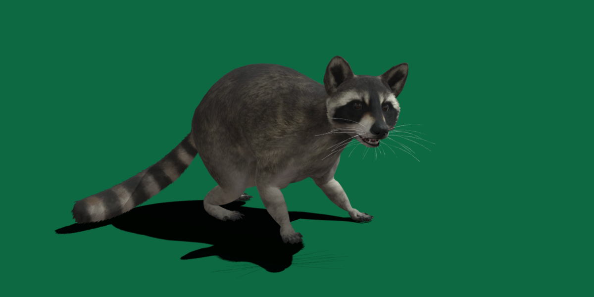 Raccoon - Blender Market