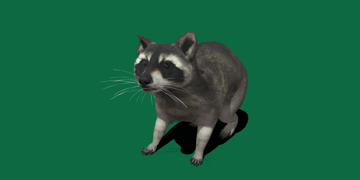 Raccoon - Blender Market