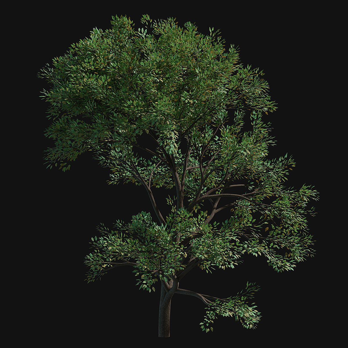 31 Trees Alpha png Blender Market 31 Trees Alpha png Blender Market