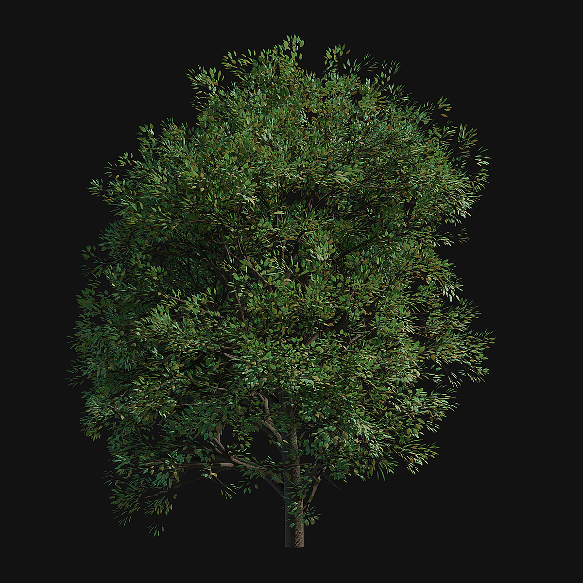 31 Trees Alpha png Blender Market 31 Trees Alpha png Blender Market