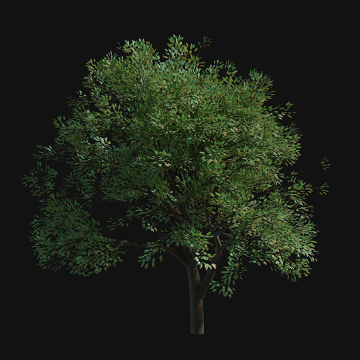31 Trees Alpha png Blender Market 31 Trees Alpha png Blender Market