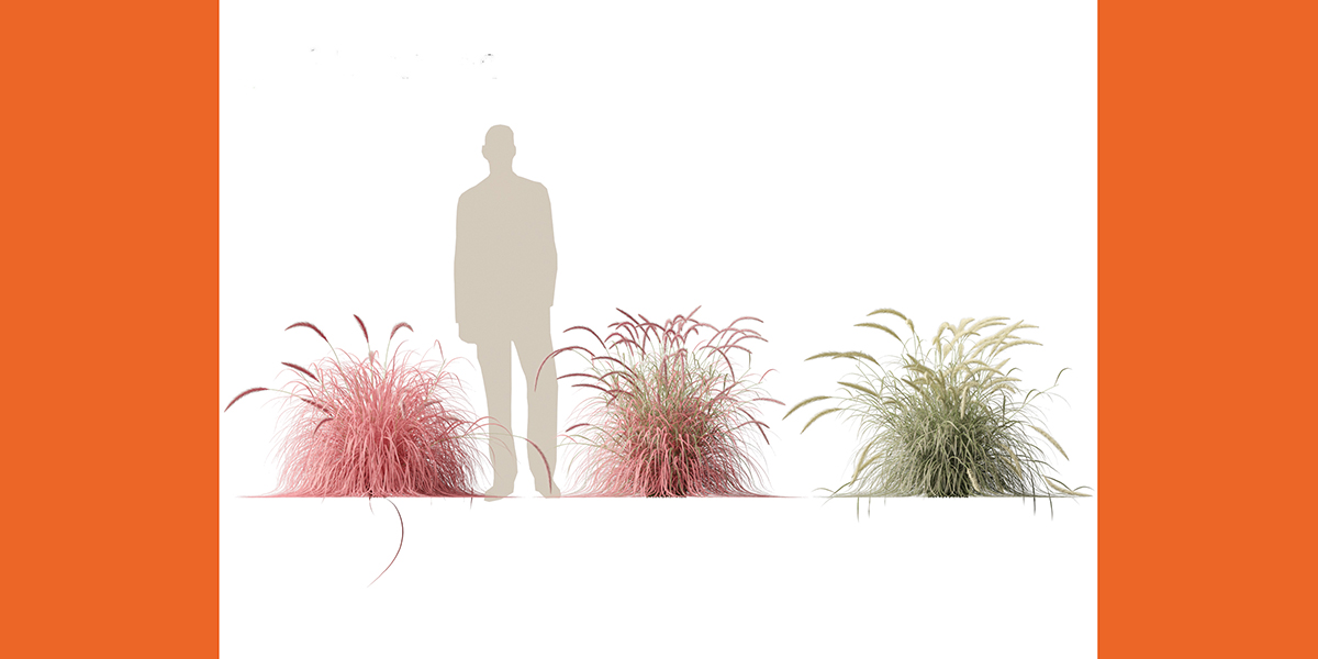 Tips For Growing Ornamental Grass In Containers