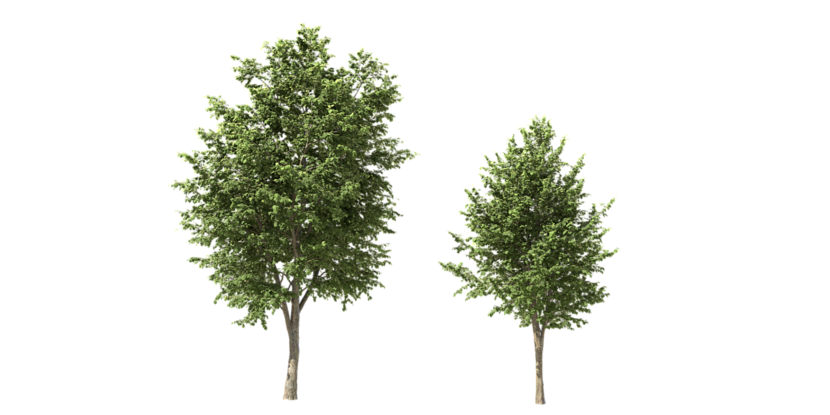 Tree - Tilia platyphyllos 03(7.6-10.5m) - Blender Market