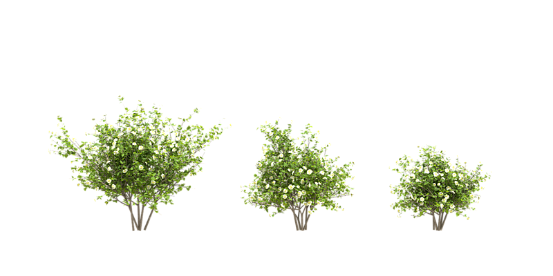 Bush - Set flowering shrubs (12 pieces) - Blender Market