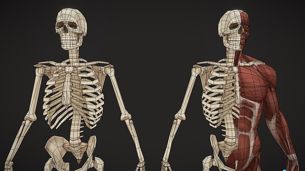 Low poly anatomy - Blender Market