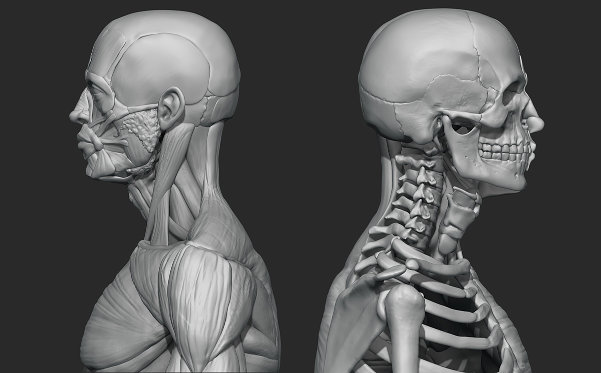 Human male anatomy sculpt - Blender Market