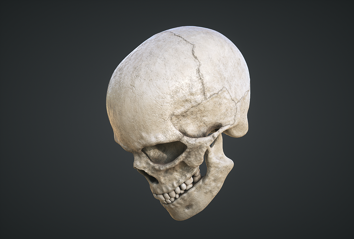 Human Skull 3d print ready - Blender Market