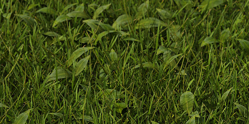 Pro Grass for Blender Cycles and EEVEE - Blender Market