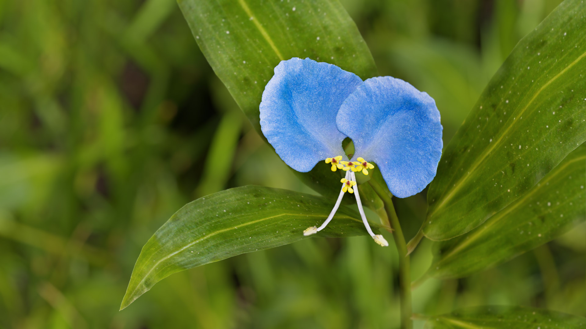 Pro Grass for Blender Cycles and EEVEE Blender Market