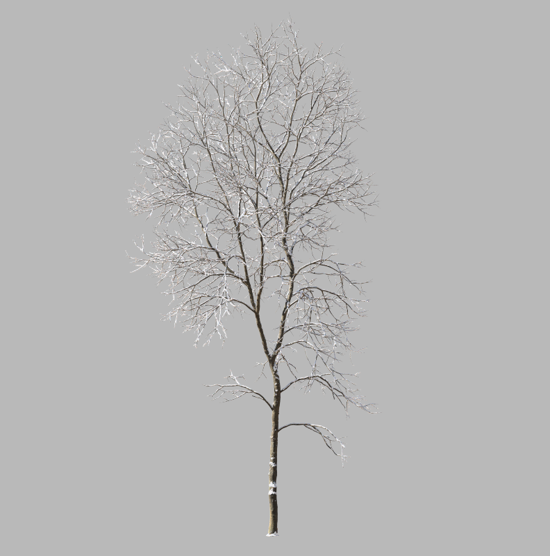 ash-tree-winter
