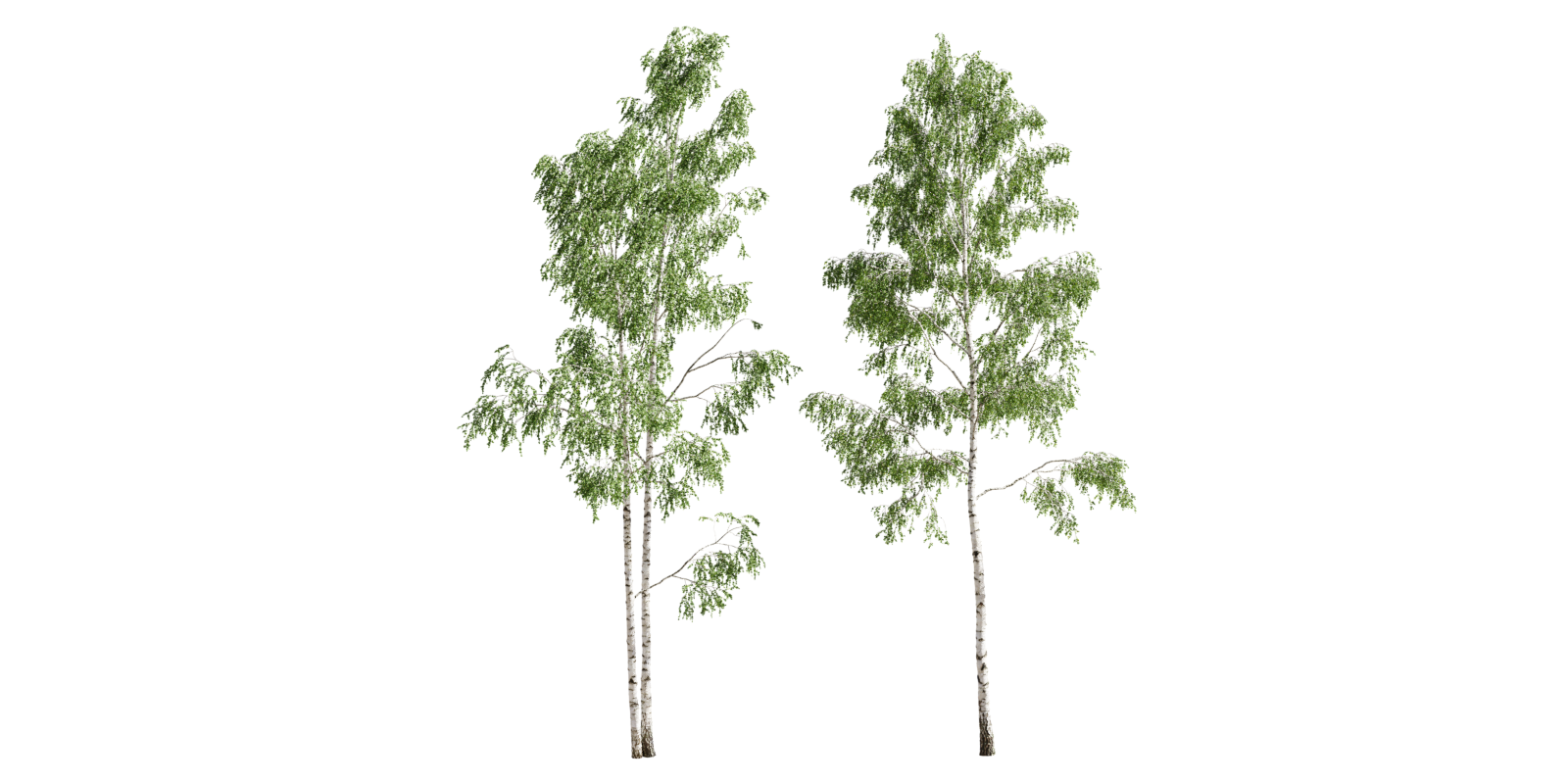 tree Birch forest 2 Betula birch trees (20,3m 20,8m) Blender Market