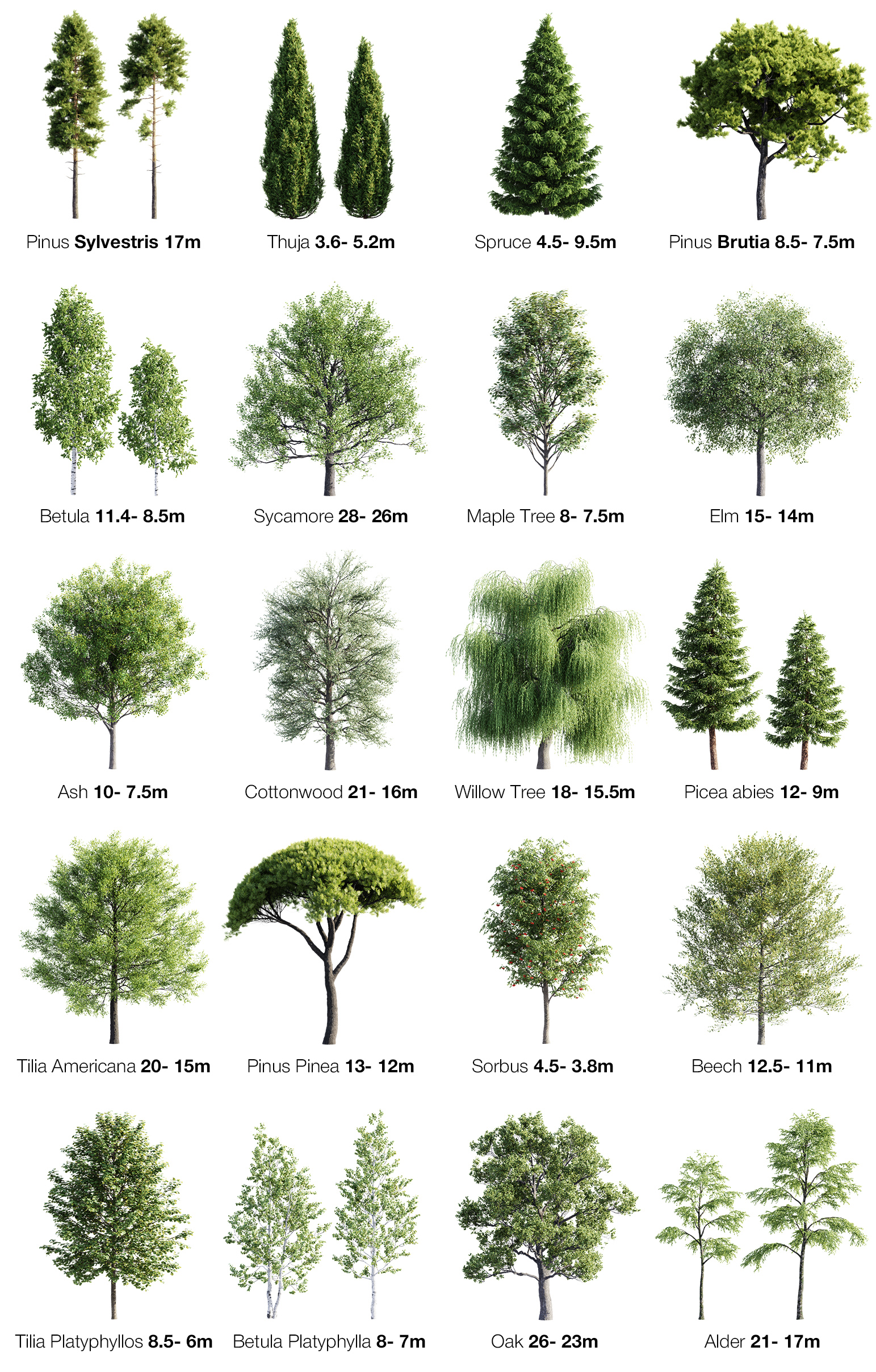Types Of Trees Chart